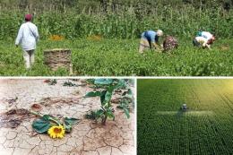Buğday Derneği: Tarımda bütüncül bir düzenlemeye ihtiyacımız var